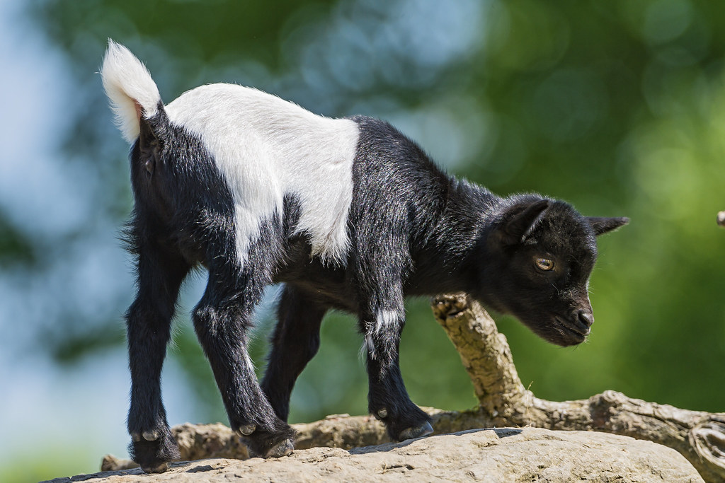 Young black and white goat A cute black and white goat on … Flickr