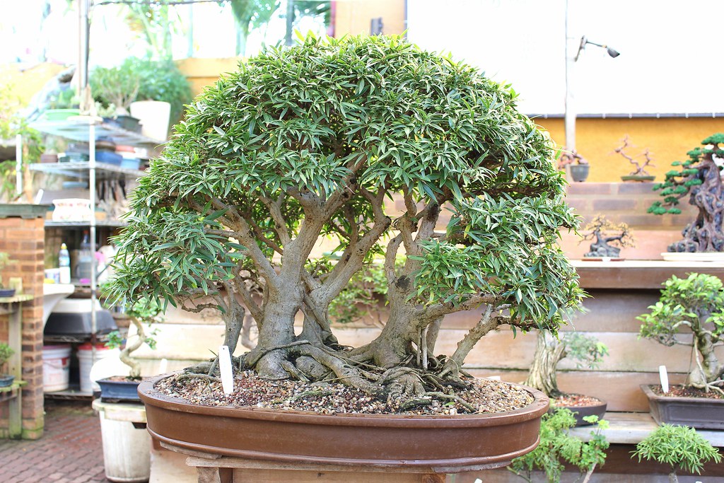 Bonsai Ficus Nerifolia Chácara Tropical Rio de Janeiro… Flickr