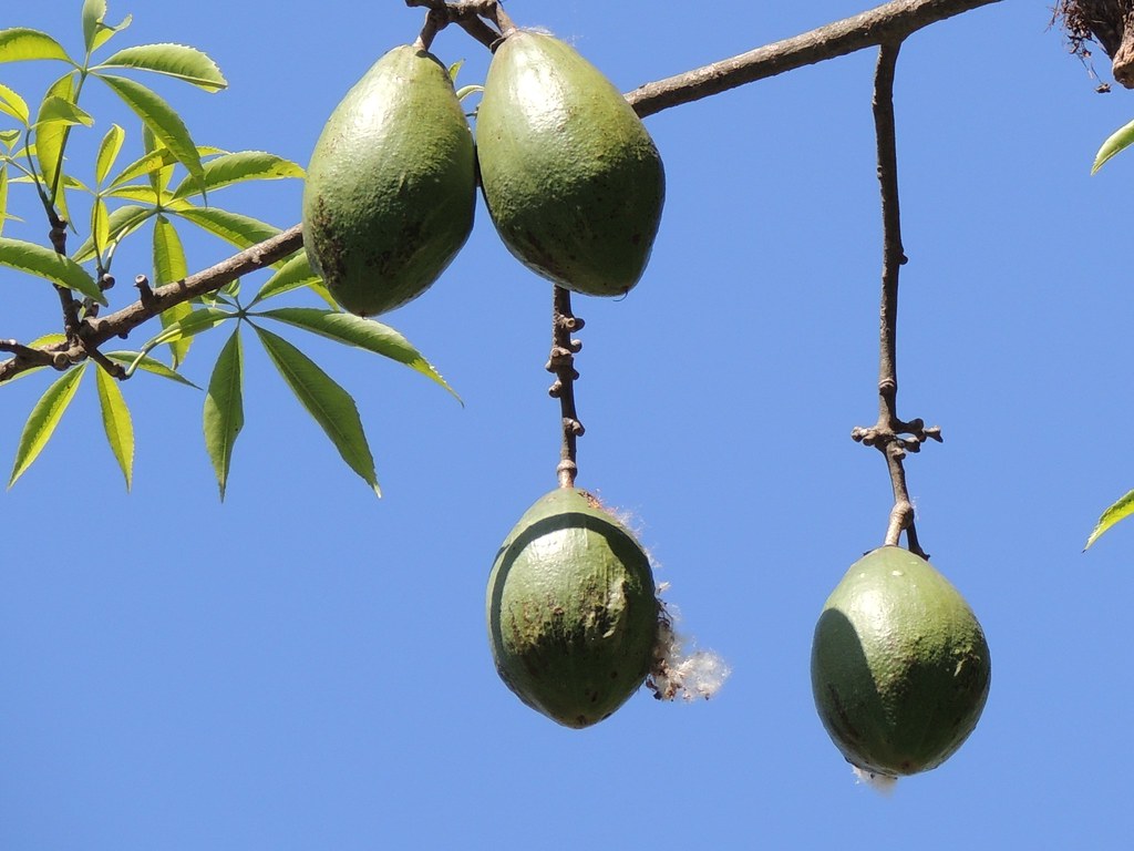 paineira fruits Brazilian silk cotton tree "Ceiba spec… Flickr