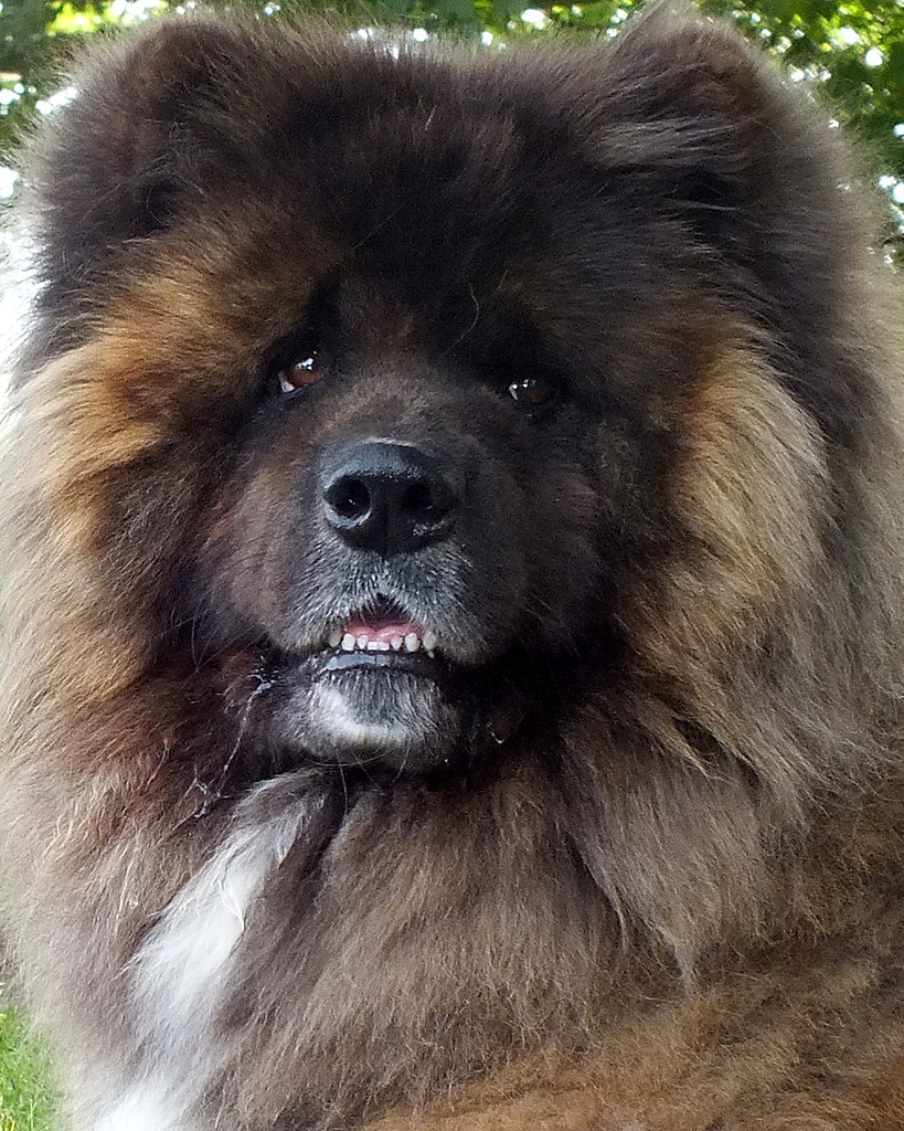 Yogi Long Haired Japanese Akita nilacop Flickr