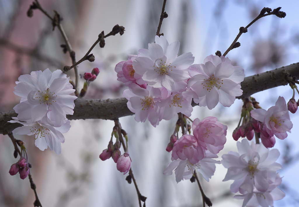 Cherry Blossoms in Washington Square Park Cherry Blossoms … Flickr