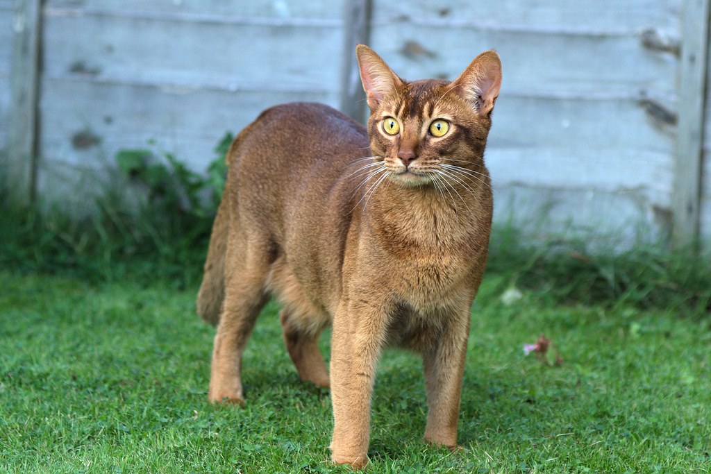 Theo Theo is a "chocolate" Abyssinian from Legend Abyssini… Flickr
