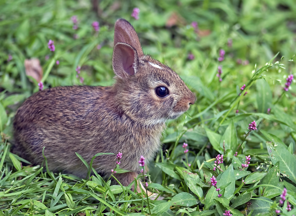 Eastern Cottontail Baby Rabbitt © Brian E Kushner Nikon D8… Flickr