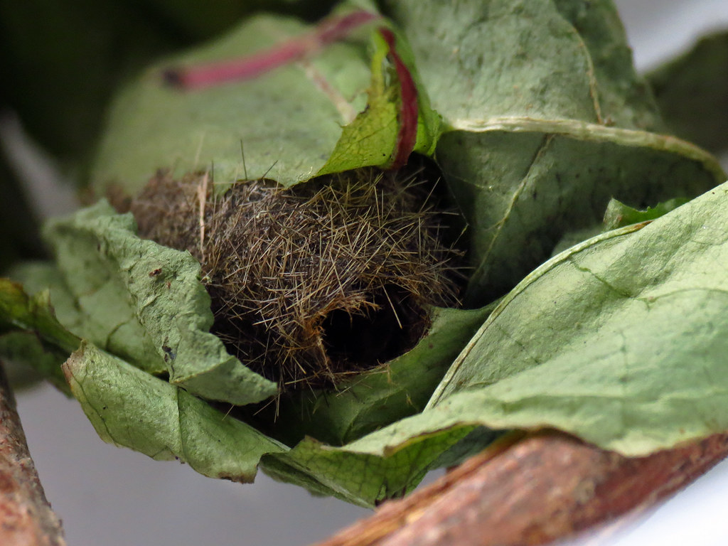 Empty Shell The Woolly Bear cocoon from which the first mo… Flickr