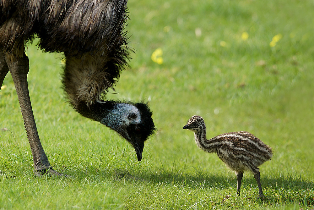 Emu mum and baby We moved camp today and stopped in at Uri… Flickr