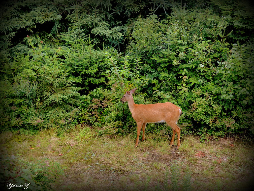 Eating my blueberries. This deer was munching on my bluebe… Flickr