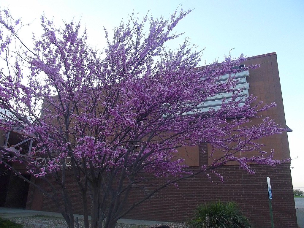 Purple Tree Abandoned Theater Kansas City, Missouri Flickr