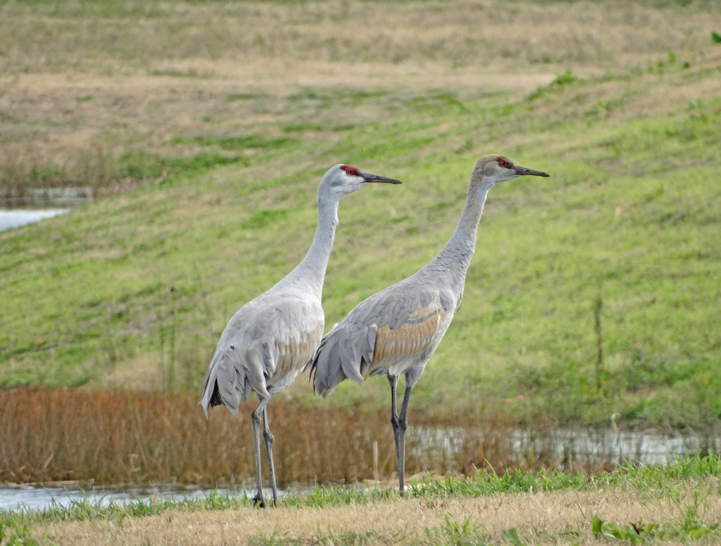 Sandhill Cranes in Houston We were truly surprised to see … Flickr