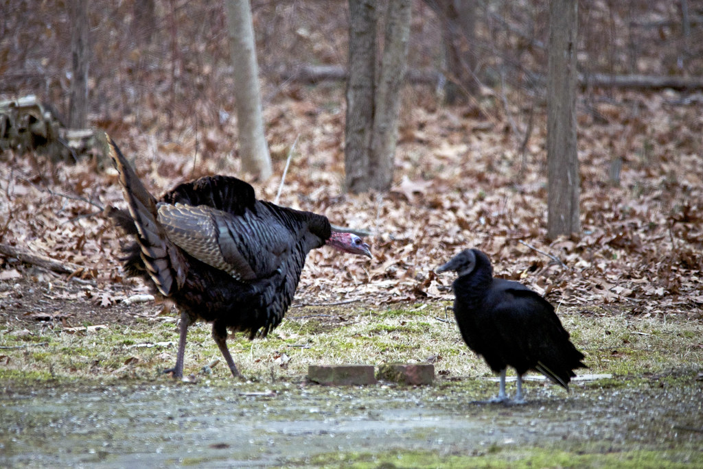 Turkey vs Vulture Two Black Vultures and three Turkey Vult… Flickr