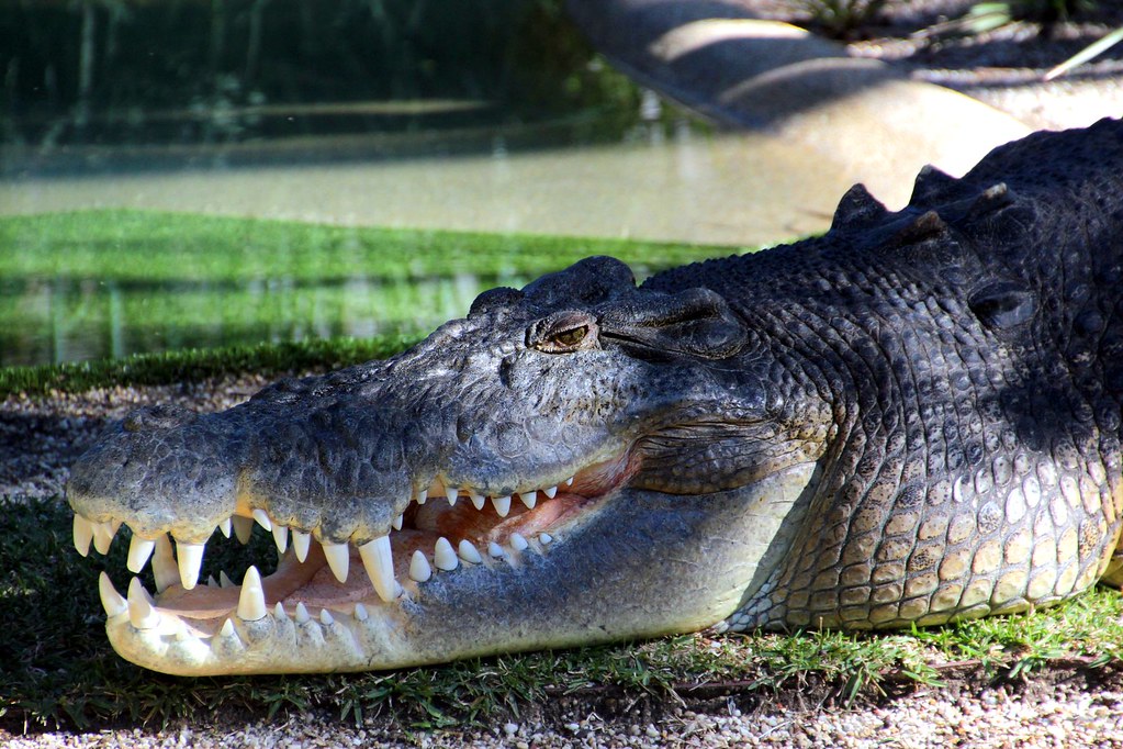 Saltwater crocodile called Elvis at Reptile Park, Gosford