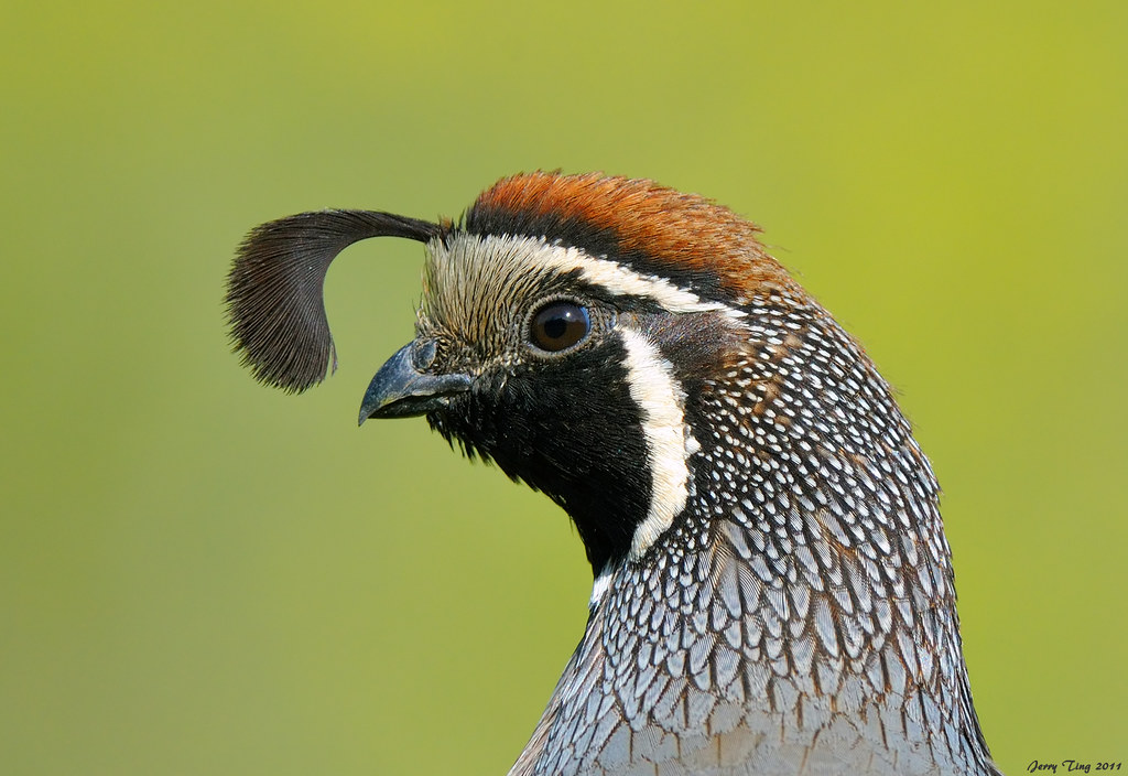 California Quail (male) head shot Garin Regional Park, Hay… Flickr
