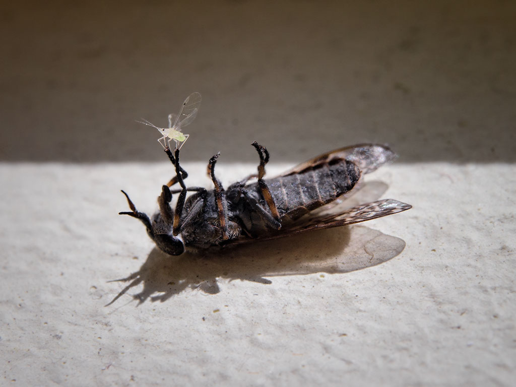 Big fleas have little fleas LR47148498v2web Winged ap… Flickr