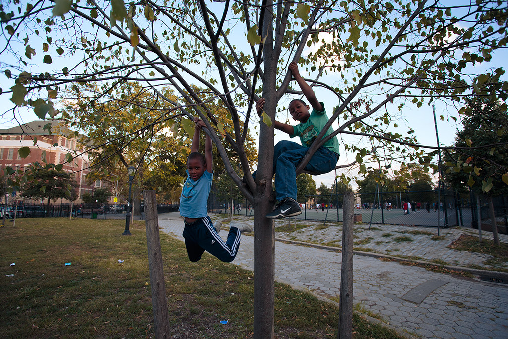 Kids in a tree, Maria Hernandez Park, Bushwick, Brooklyn Flickr
