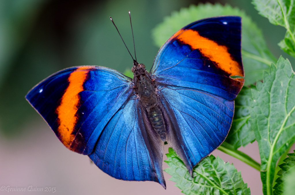 Indian Leaf Butterfly Grainne Quinn Flickr