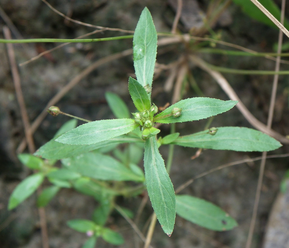 ?, Burdell, Townsville, QLD, 25/04/10 d53885a Russell Cumming Flickr