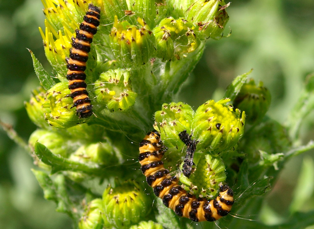 Yellow and Black Caterpillars Cinnabar Moth caterpillar © … Flickr