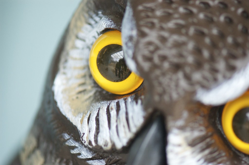 Mr. Owl I got this plastic owl to scare away the birds try… Flickr