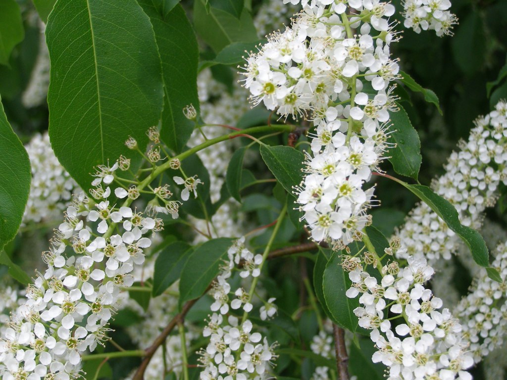 Black Cherry Tree in Bloom May This was everywhere along … Flickr