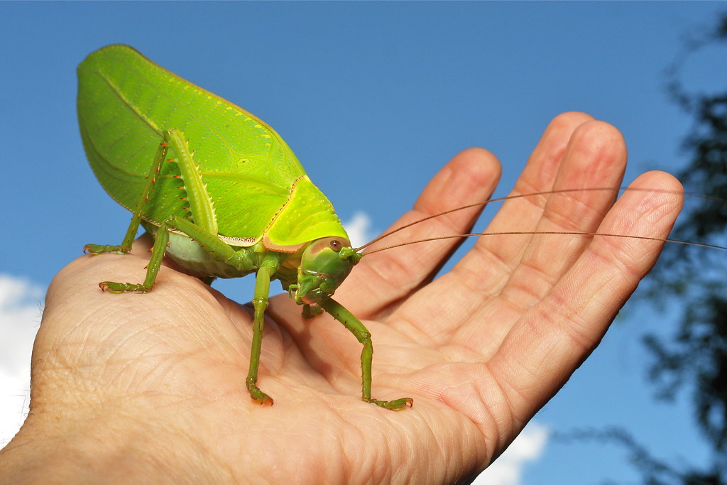 Giant False Leaf Katydid (Pseudophyllus titan, Pseudophyll… Flickr