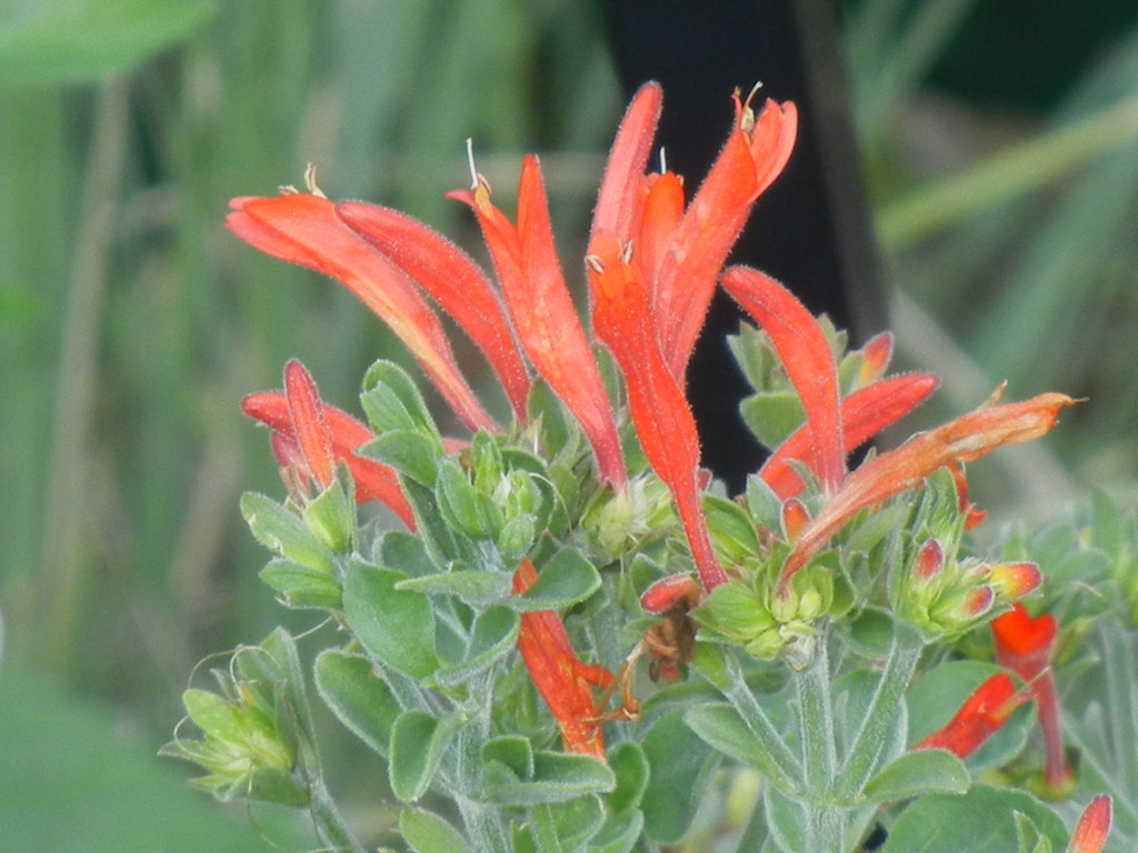 Dicliptera suberecta “Uraguayan Firecracker Plant” Flickr