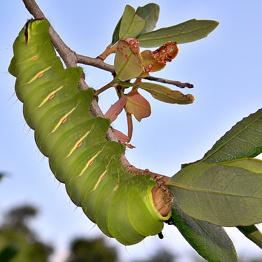 Polyphemus Caterpillar (Antheraea polyphemus) While walkin… Flickr