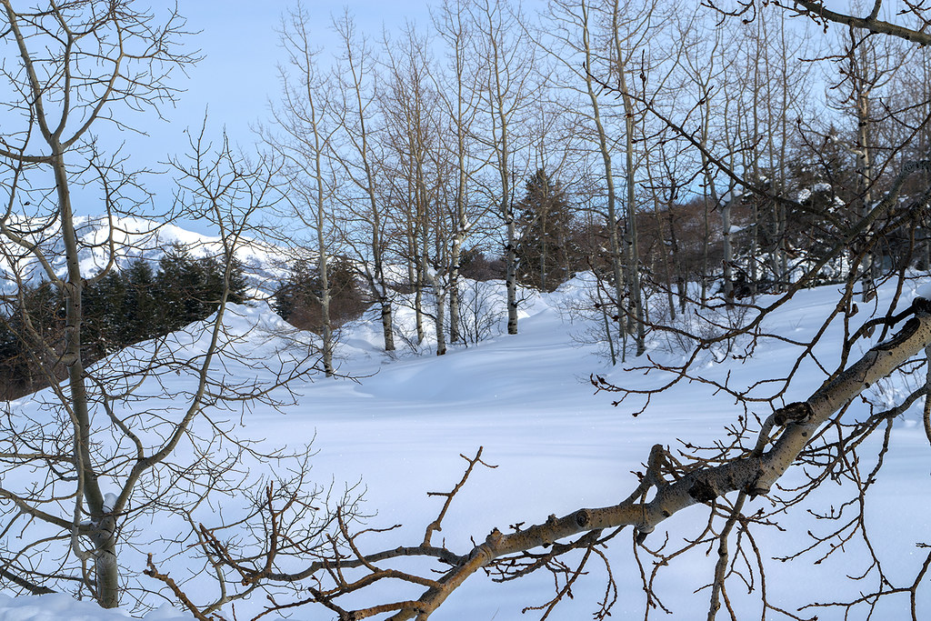 Winter in the aspen woods Taken in the Pocatello Range mou… Flickr