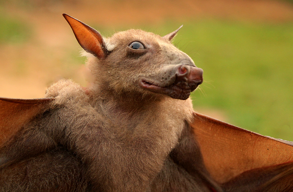 Hammerheaded Fruitbat Hypsignathus monstrosus Fruitbat … Flickr