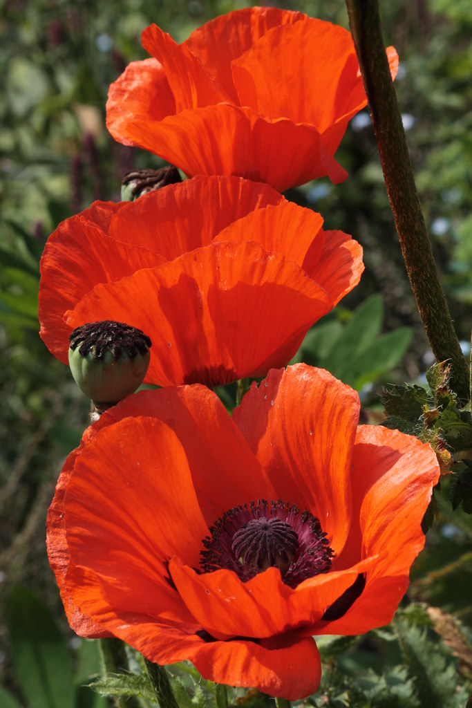 Trio of Poppies Three red poppies. The very last of the ye… Flickr