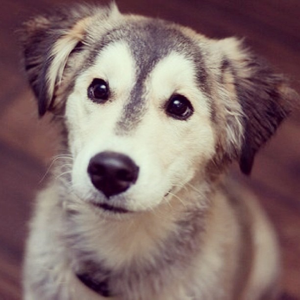 A husky/retriever mix sportinglifewins Flickr