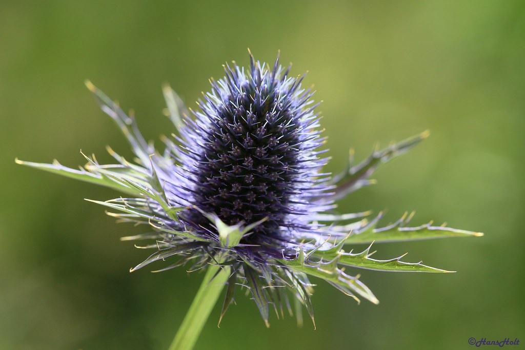 Eryngium blue thistle blauwe distel Canon EOS 6D f/6… Flickr