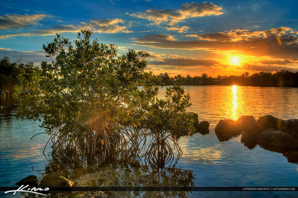 Mangrove Tree Sunset Lake Wyman Boca Raton Sunset from Boc… Flickr
