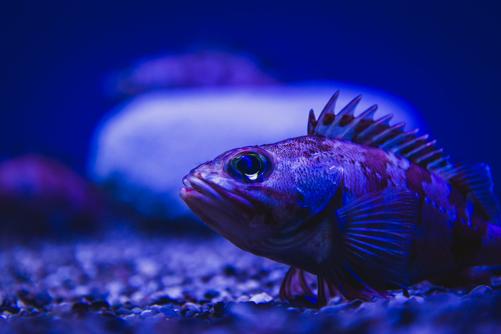 Deep Sea Fish Some kinda deep sea fish with big eyes and l… Flickr