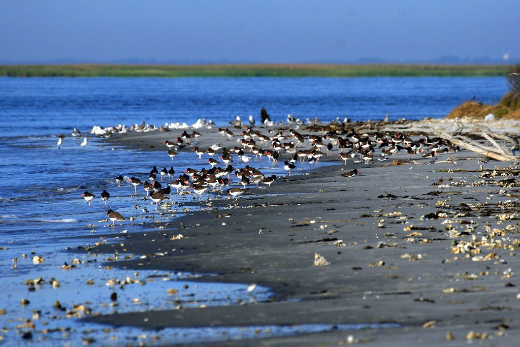 Wolf Island Refuge American oystercatchers at Wolf Island … Flickr