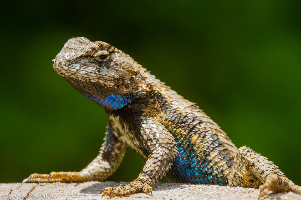 "Lizard Bling" Eastern Fence Lizard (Sceloporus undulatus)… Flickr