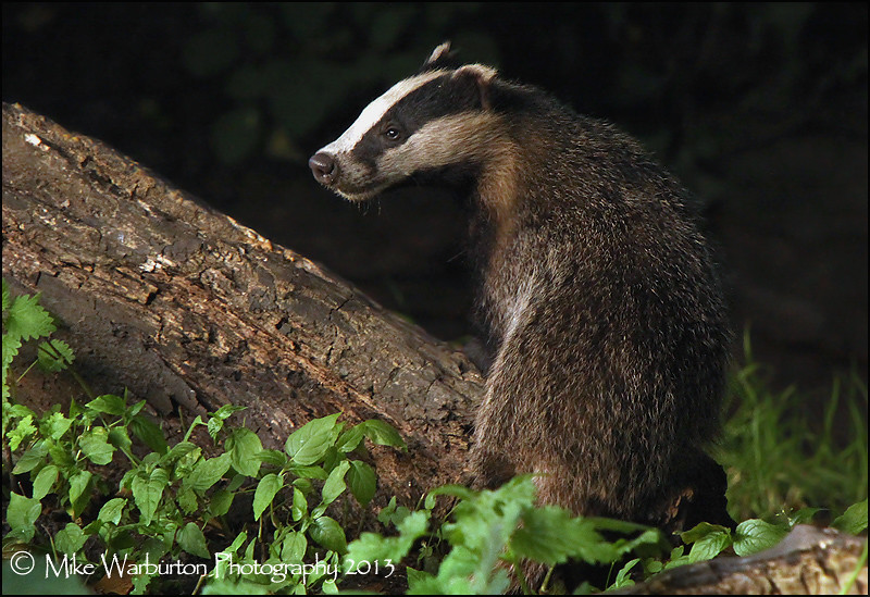 Badger Been trying for years to shoot Badgers but wanted t… Flickr