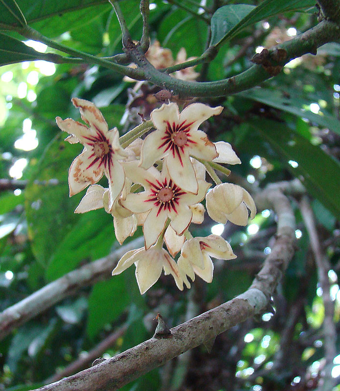 Cola acuminata, flower of the Kola Nut tree Native to Afri… Flickr
