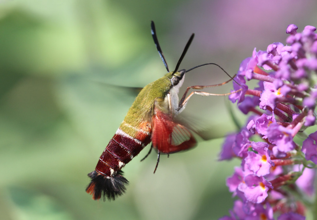 Hummingbird Clearwing Moth I believe that much of the red … Flickr