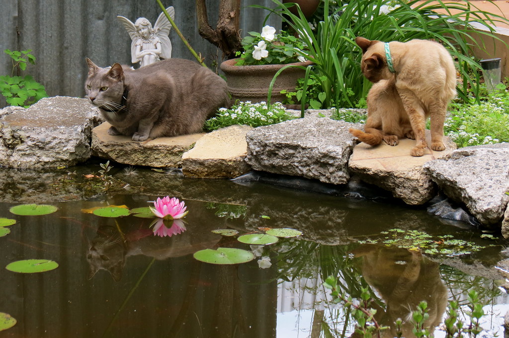 Pond Cats My cats love the garden pond. They spend a lot o… Flickr