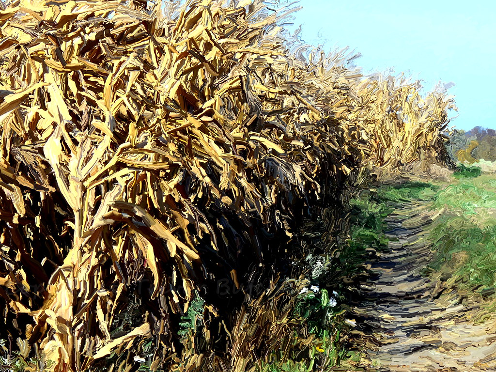 Dried Corn in the Field This is a field of drying out corn… Flickr
