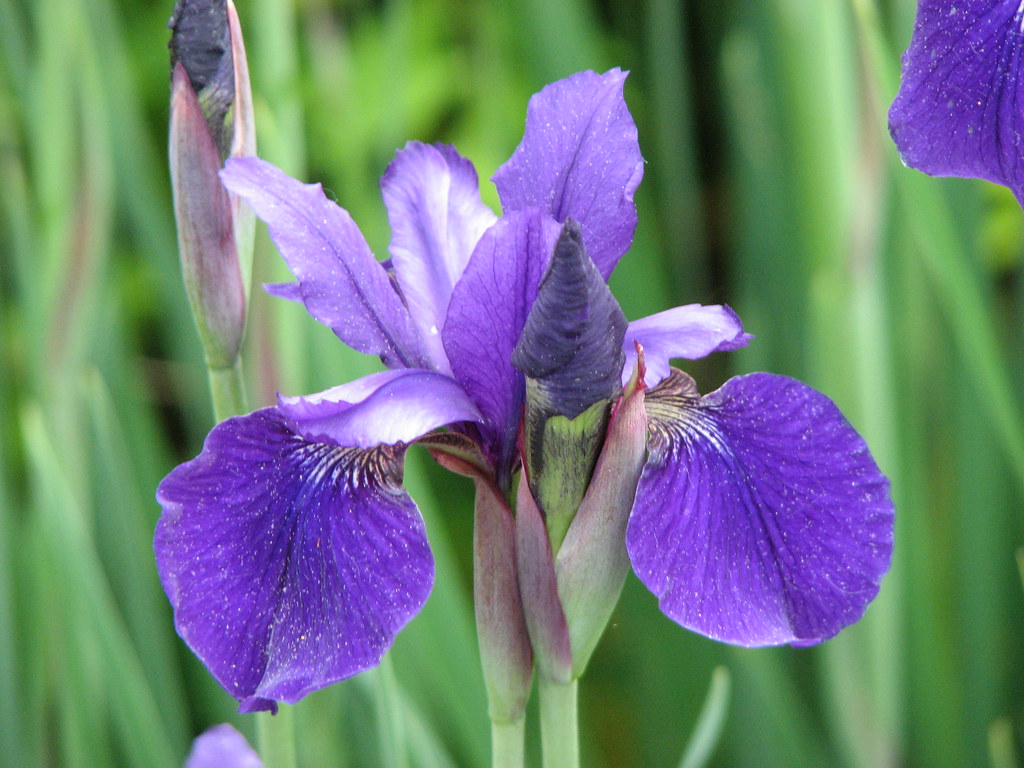 blue iris small blue iris at the tyler arboretum hounddiggity Flickr