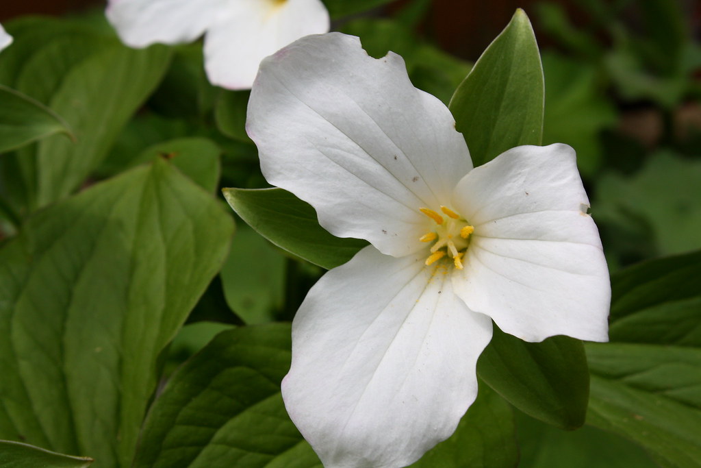 Trillium Trillium Perennial Fall Bulb Mid Spring Flowe… Michael