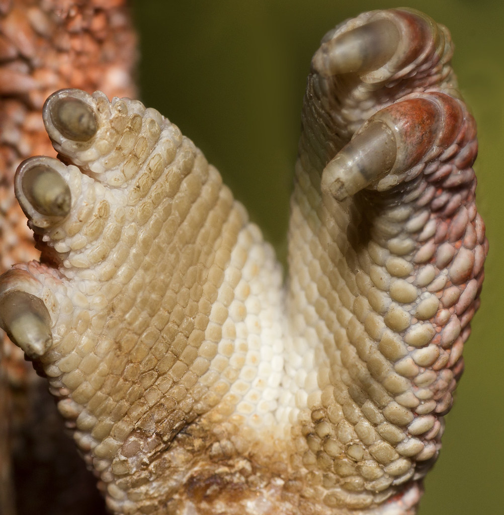 Panther Chameleon Front Foot Chameleons have 5 toes which … Flickr