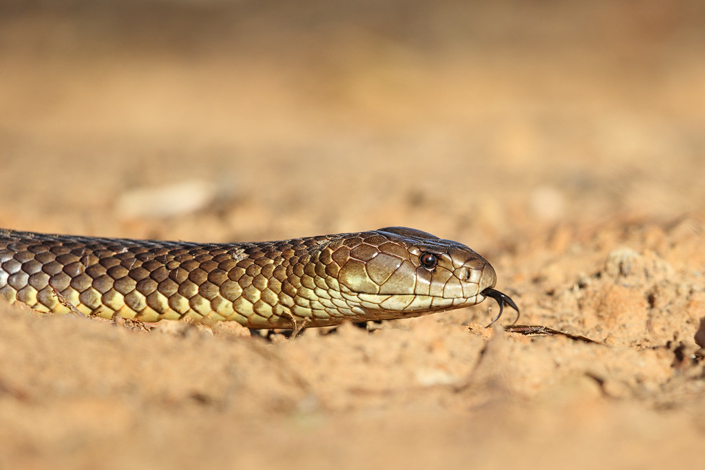 Mulga Snake This magnificent Mulga Snake (also known as Ki… Flickr
