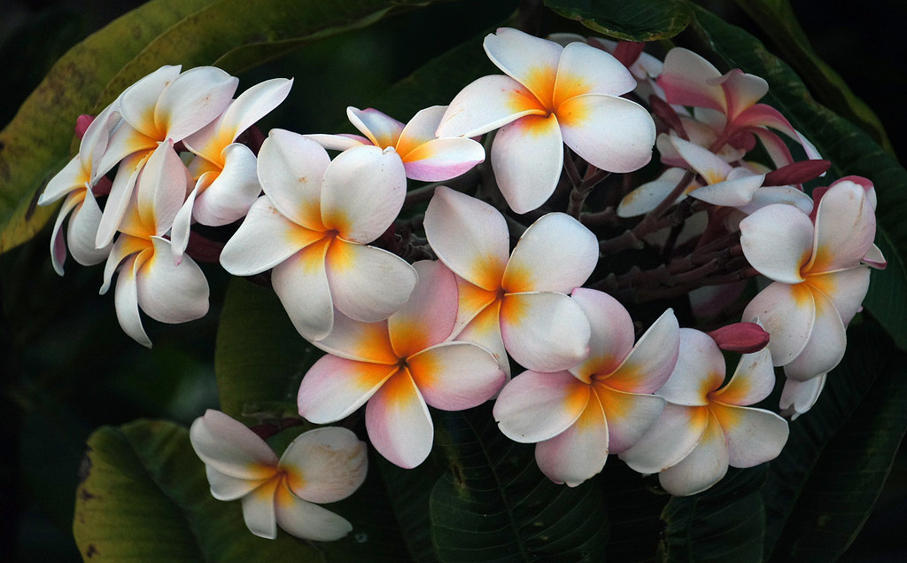 Plumeria (Frangipani) Plumerias are tropical trees famous … Flickr