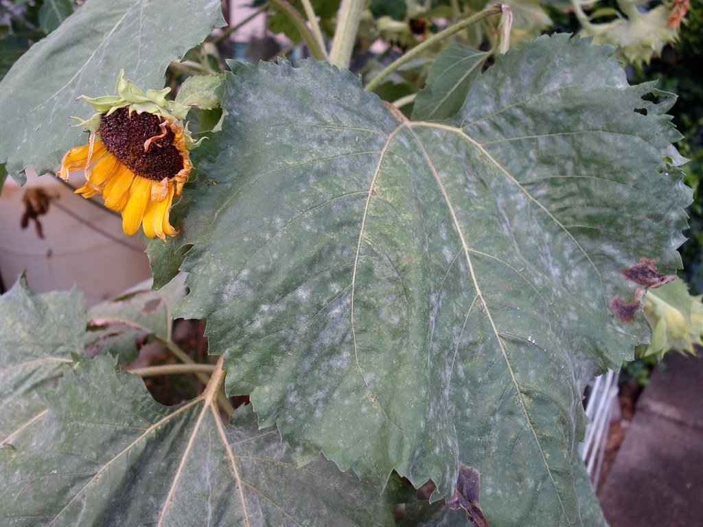 Powdery mildew of sunflower Pathogen Erysiphe cichoracear… Flickr
