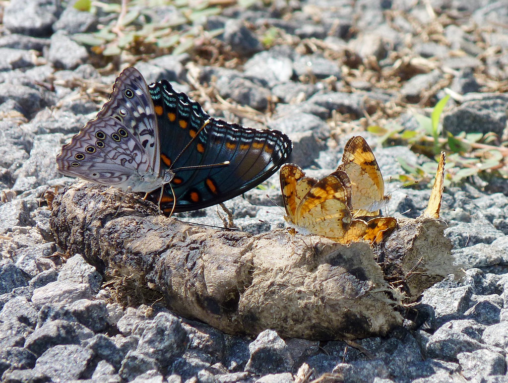 Butterflies on poop Hackberry Emperor, Redspotted Purple,… Flickr