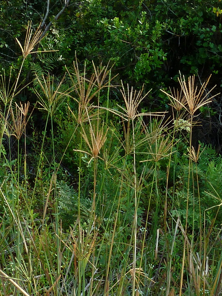 Finger grass Eleanor Flickr