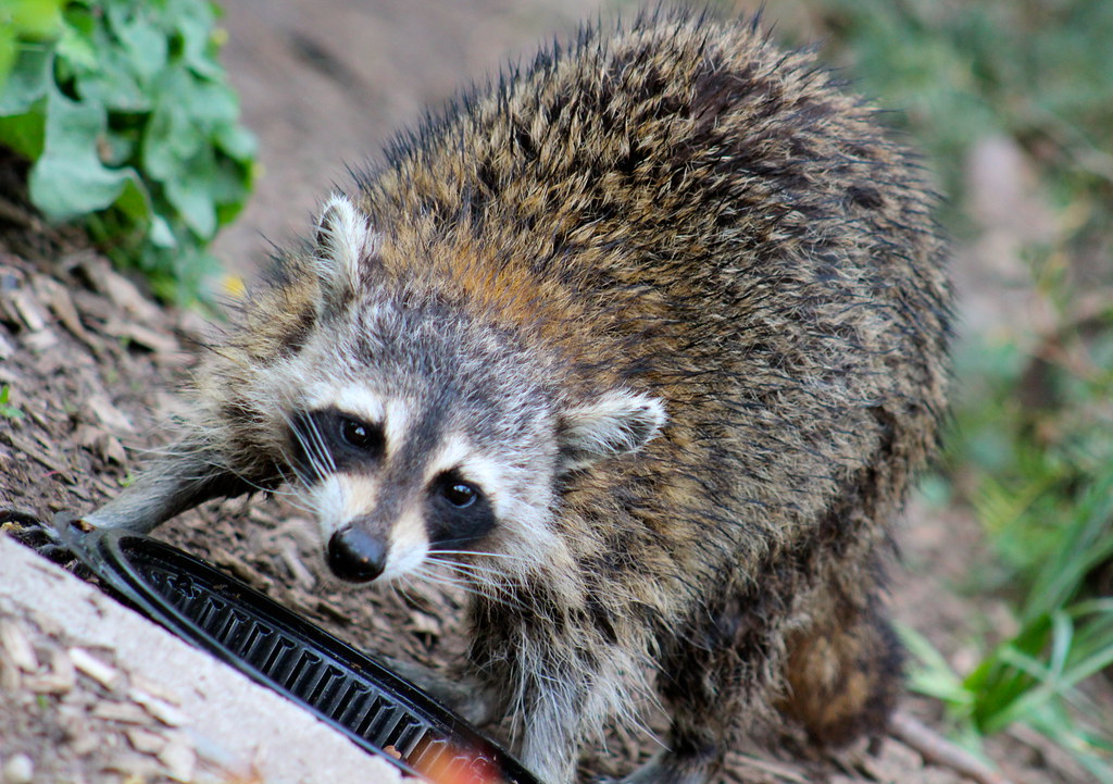 raccoon eating cat food in Morningside Park Harry Shuldman Flickr