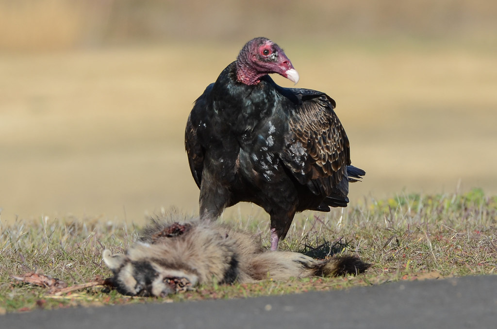 Turkey Vulture (Cathartes aura) with a racoon roadkill Flickr