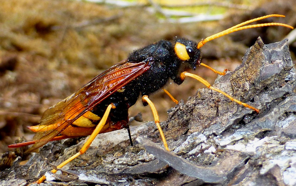 Wasp Giant Wood Wasp